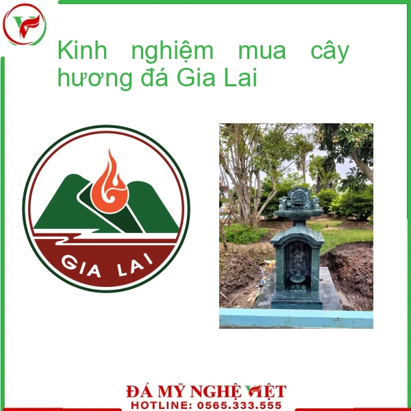 Kinh nghiệm mua cây hương đá Gia Lai